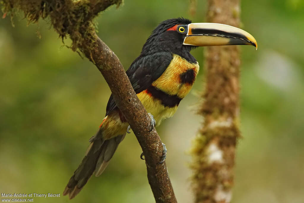 Pale-mandibled Aracariadult, identification