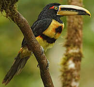 Pale-mandibled Aracari