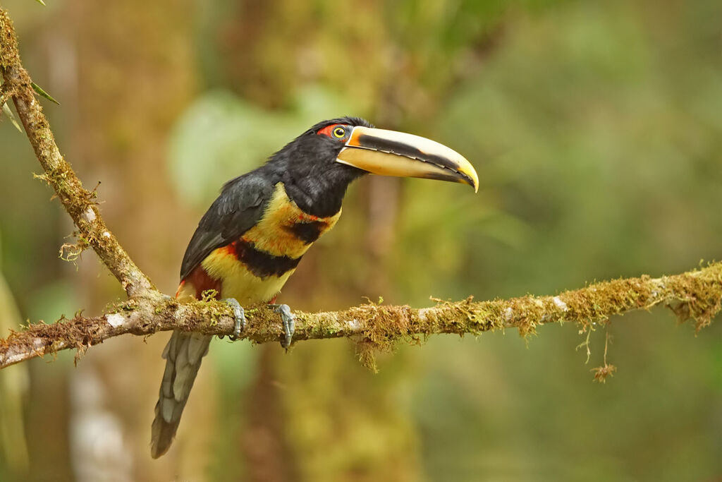 Araçari à bec clairadulte, identification