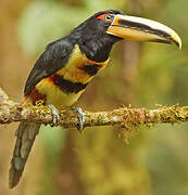 Pale-mandibled Aracari