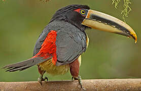 Pale-mandibled Aracari