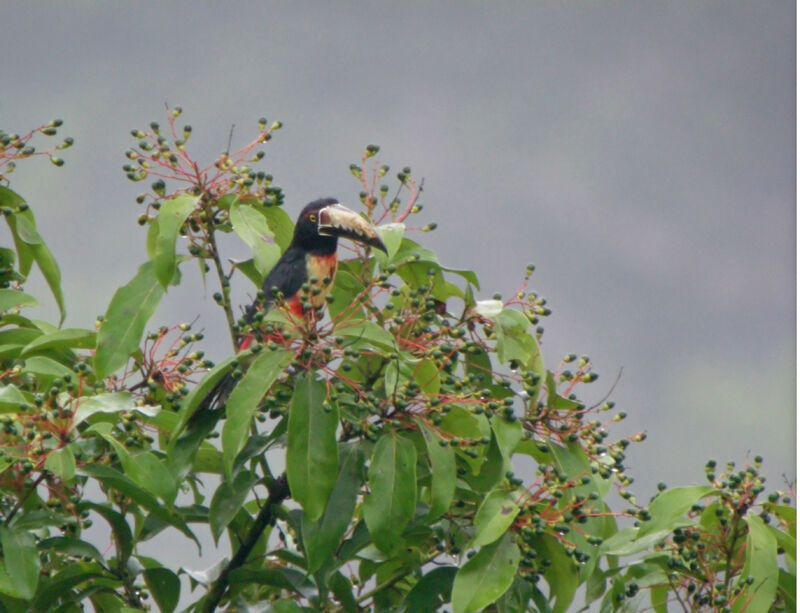 Collared Aracari