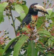 Collared Aracari