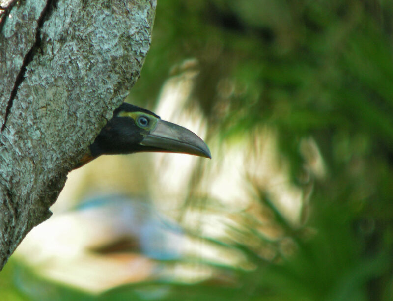 Collared Aracarijuvenile