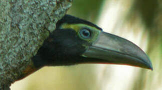 Collared Aracari