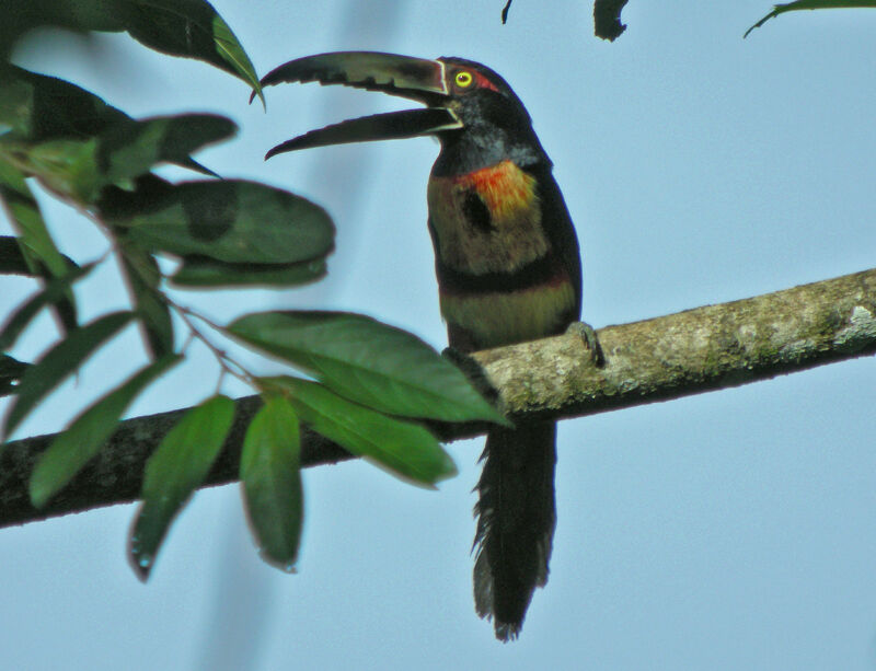 Collared Aracari