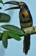 Collared Aracari