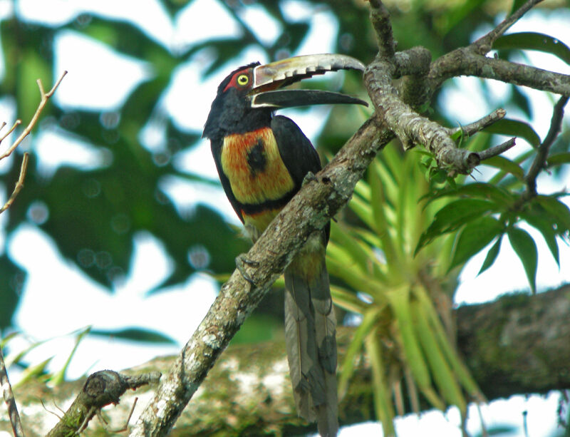 Araçari à collier