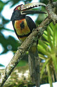 Collared Aracari