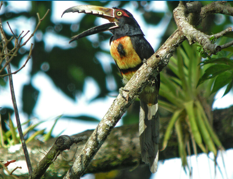 Collared Aracari