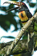 Collared Aracari