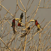 Red-necked Aracari