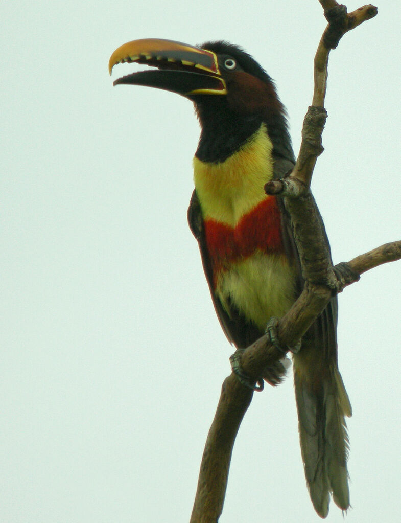 Chestnut-eared Aracari