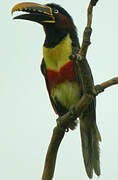 Chestnut-eared Aracari