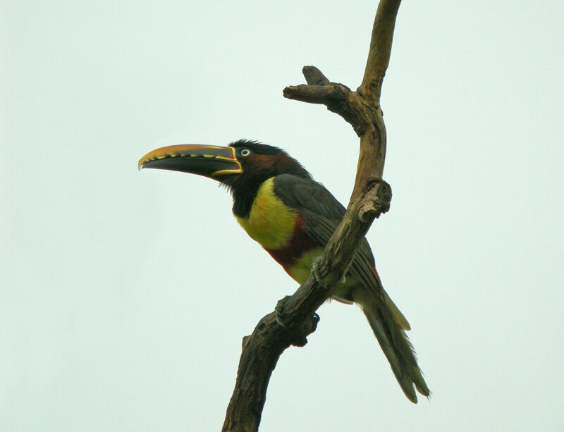 Chestnut-eared Aracari