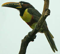 Chestnut-eared Aracari