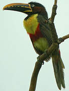 Chestnut-eared Aracari