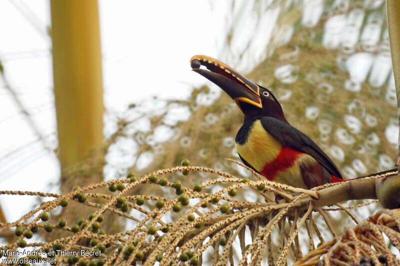 Chestnut-eared Aracariadult, feeding habits