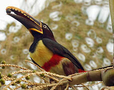 Chestnut-eared Aracari