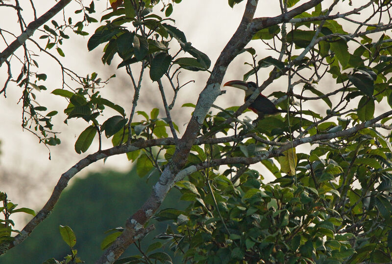 Curl-crested Aracari