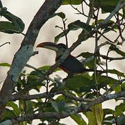 Curl-crested Aracari