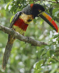 Araçari de Frantzius