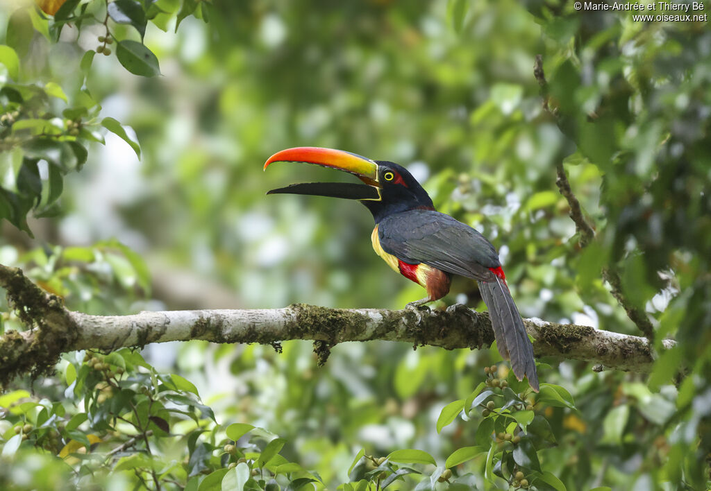 Araçari de Frantzius