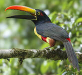 Araçari de Frantzius