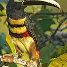 Araçari multibande