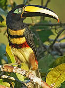 Many-banded Aracari