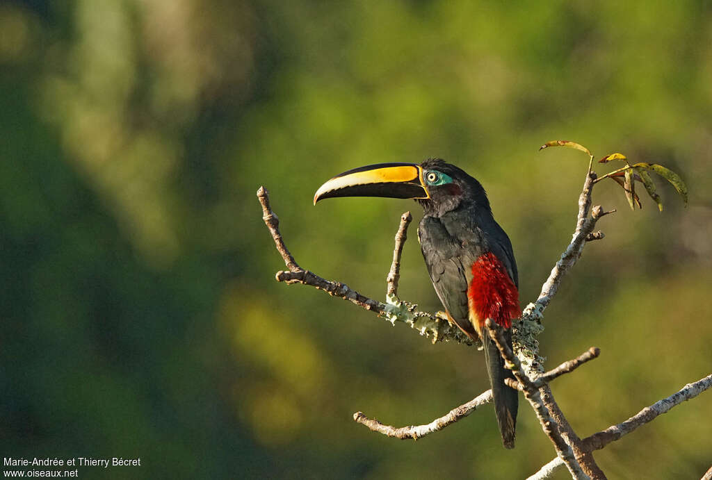 Many-banded Aracari male adult, identification