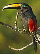 Many-banded Aracari