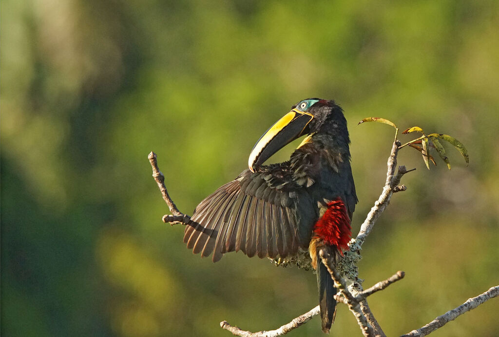 Many-banded Aracari