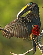 Many-banded Aracari