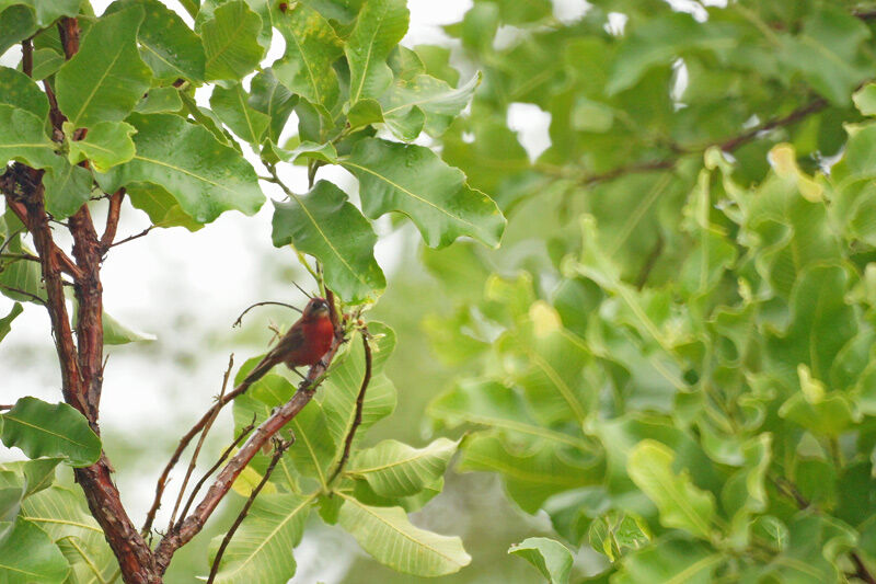 Red Pileated Finch