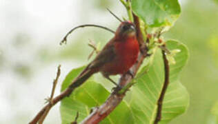 Red Pileated Finch