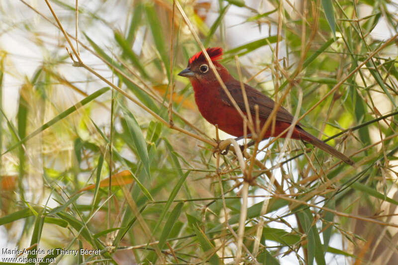 Red Pileated Finch male adult breeding, habitat, pigmentation