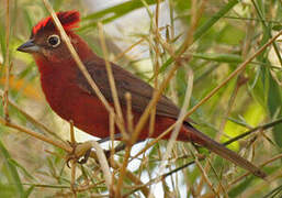 Red Pileated Finch