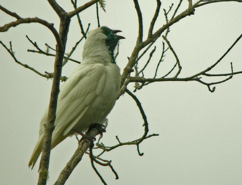 Bare-throated Bellbird