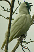 Bare-throated Bellbird