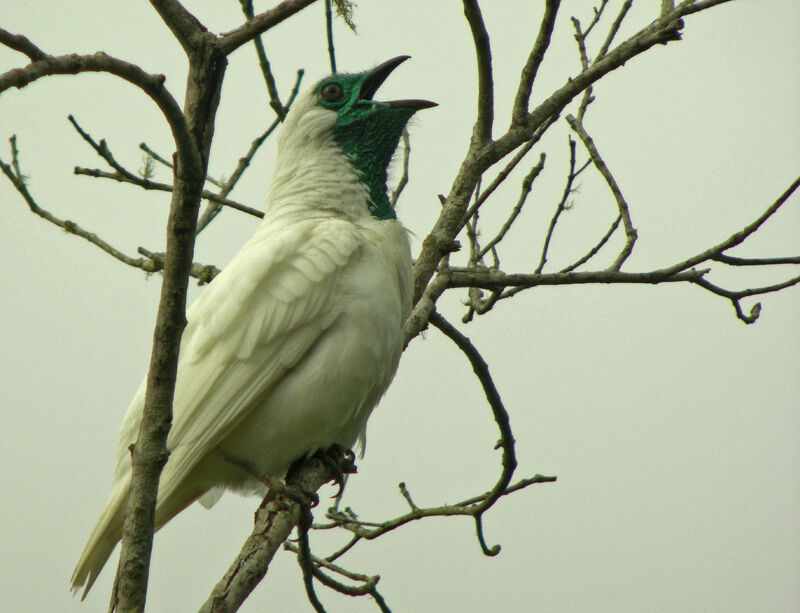 Bare-throated Bellbird