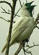 Bare-throated Bellbird