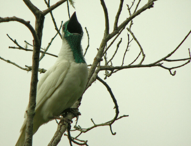 Bare-throated Bellbird