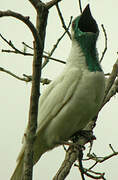 Bare-throated Bellbird