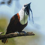 Araponga tricaronculé