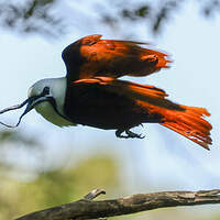 Araponga tricaronculé