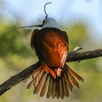 Araponga tricaronculé