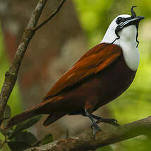 Araponga tricaronculé