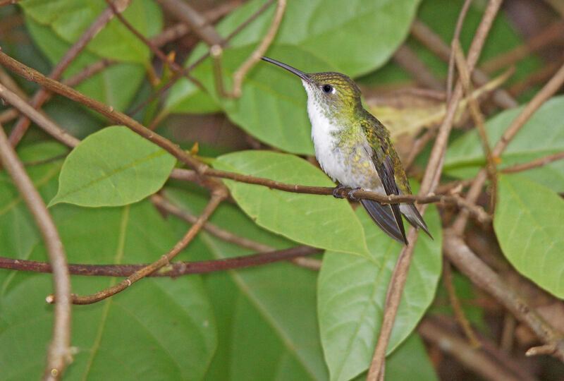 White-bellied Hummingbird