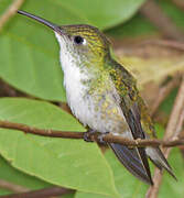 White-bellied Hummingbird